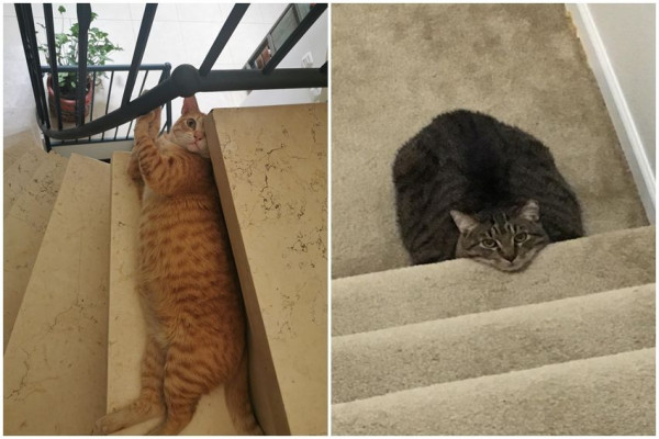 10 Potret Kucing Gemoy Nongkrong di Tangga, Awas Terinjak!