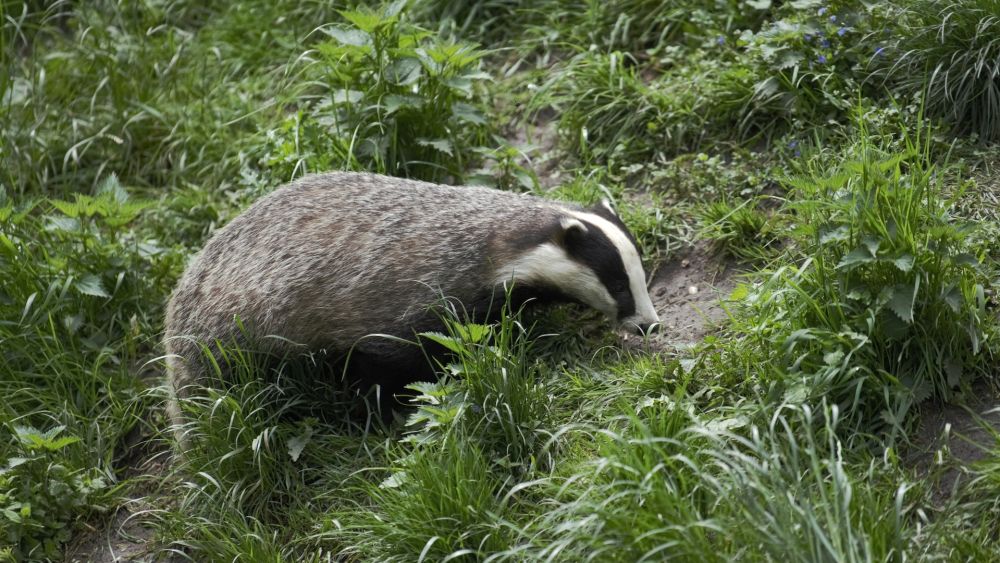 6 Fakta Unik Badger, Bisa Bekerja Sama Dengan Hewan Lain!