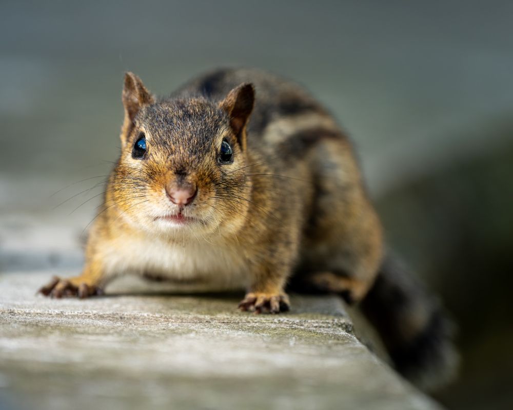 7 Fakta Unik Chipmunk, Mereka Juga Melakukan Hibernasi!