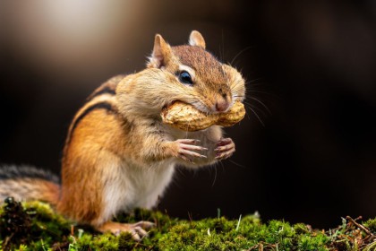 7 Fakta Unik Chipmunk, Mereka Juga Melakukan Hibernasi 