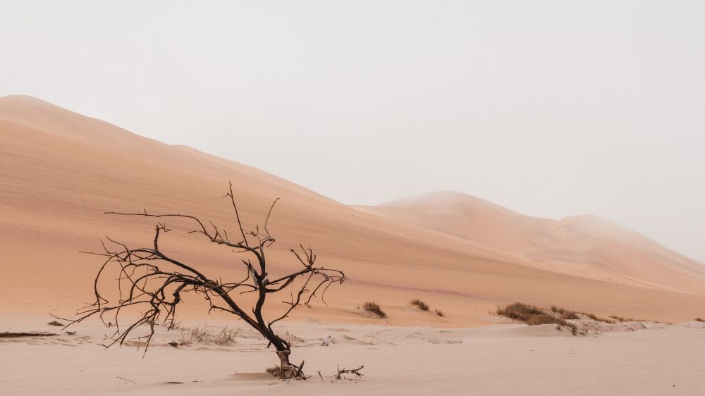 5 Fakta Luar Biasa dari Gurun Sahara, Gurun Pasir Terbesar di Dunia!