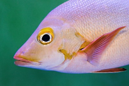 5 Fakta Ikan Kakap Jarang Diketahui, Ikan Favorit Banyak Orang