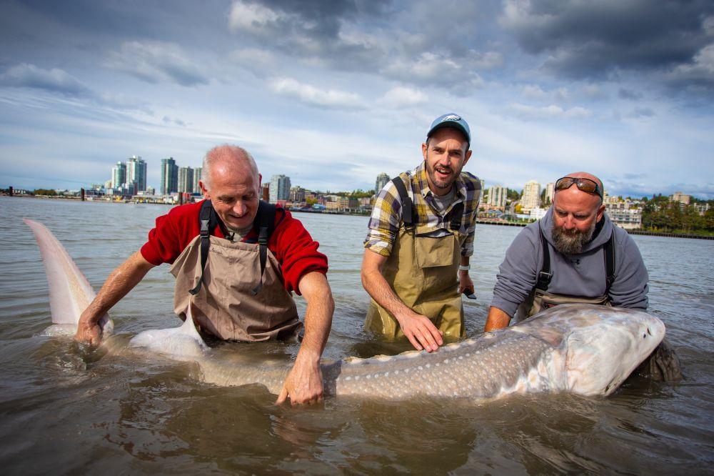 5 Fakta Menarik dari Ikan Sturgeon