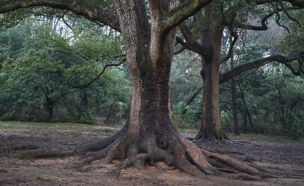 5 Fakta Akar yang Jarang Diketahui, Bagian Penting dari Pohon