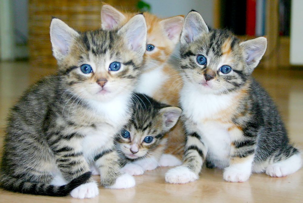 5 Fakta Anak Kucing, Tak Bisa Jauh dari Induk!