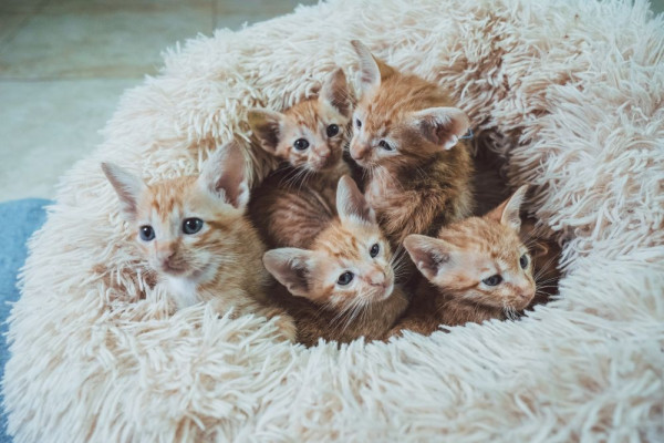5 Fakta Anak Kucing yang Jarang Diketahui, Tak Bisa Jauh dari Induk!