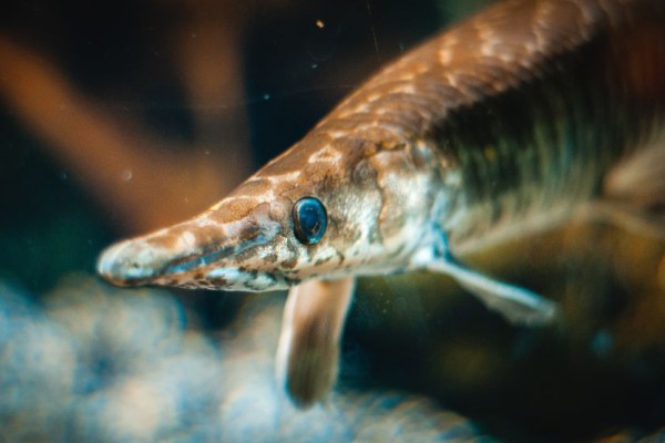 5 Fakta Menarik dari Ikan Sturgeon, Penghasil Kaviar yang Mahal!