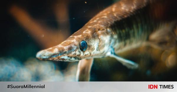 5 Fakta Menarik dari Ikan Sturgeon