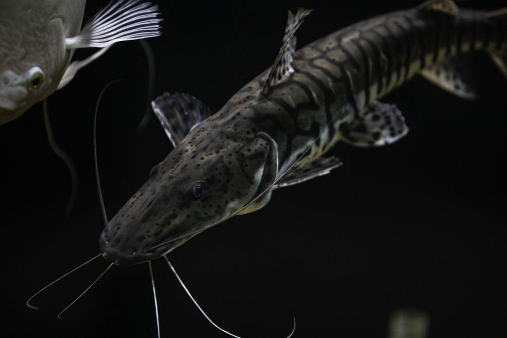 5 Fakta Menarik dari Ikan Sturgeon