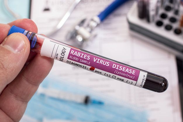 Hewan Piaraan yang Masuk Jateng Wajib Disuntik Vaksin Rabies, Dipantau 14 Hari