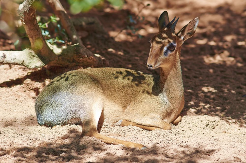 5 Fakta Unik Royal Antelope, Mamalia Pelompat Andal!