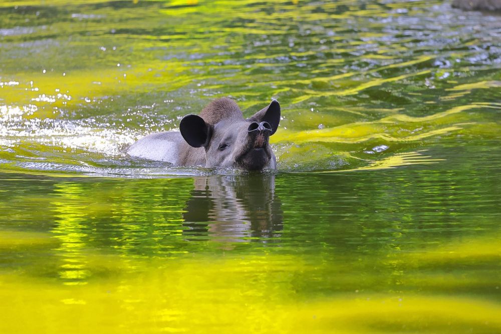 Tapir Hewan Mamalia Yang Bernafas menggunakan belalai nya