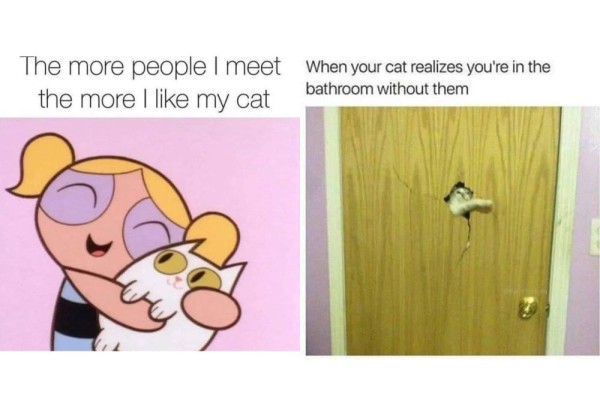 7 Meme Suka Duka Mengadopsi Kucing yang Pasti Relate Banget