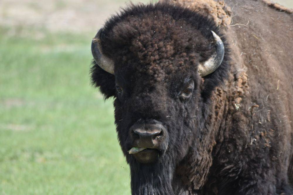 5 Fakta Menarik Bison, Hewan Terkuat Dan Terganas Di Amerika