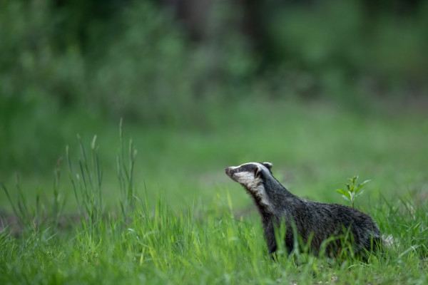 6 Fakta Unik Badger, Bekerja Sama dengan Hewan Lain untuk Berburu!