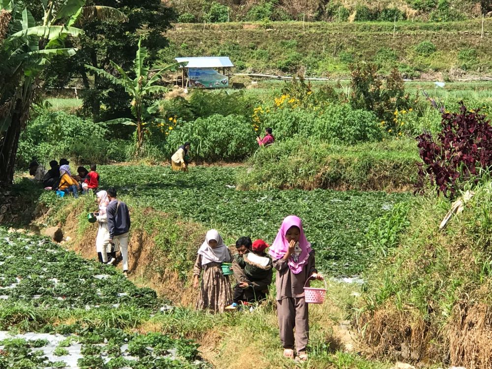 12 Potret Terbaru Wisata Sembalun Lombok Timur yang Mengagumkan