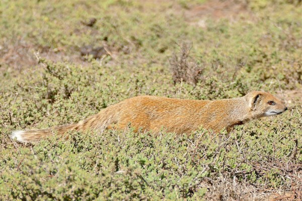 5 Fakta Unik Mongoose Kuning, Berani Menghadapi Ular Kobra