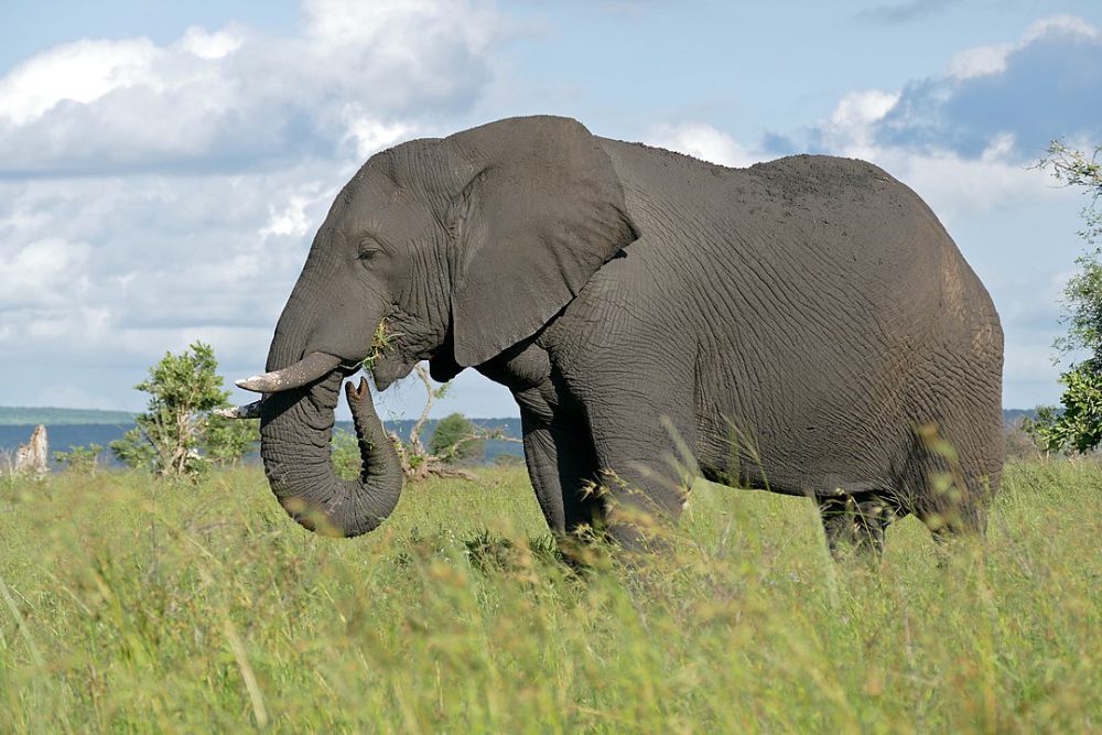 5 Fakta Gajah Semak Afrika, Mamalia Darat Terbesar di Dunia