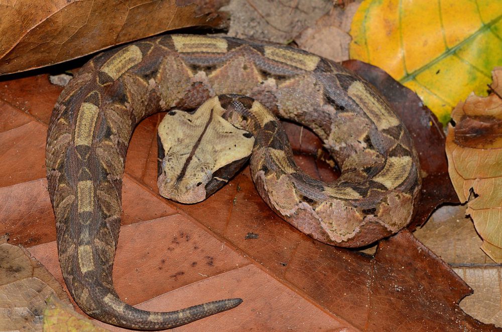 5 Fakta Gaboon Viper, Ular Berbisa Miliki Taring Terpanjang