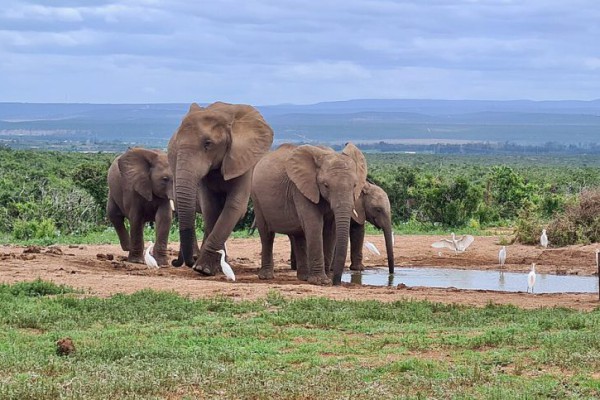 5 Fakta Gajah Semak Afrika, Mamalia Darat Terbesar di Dunia 