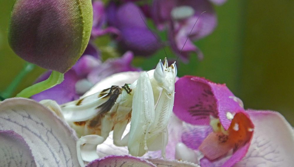 10 Serangga yang Jago Menyamar, Mirip Daun hingga Bunga