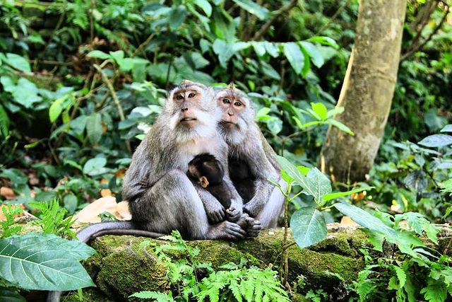 5 Fakta Monkey Forest, Hutan Suci di Ubud