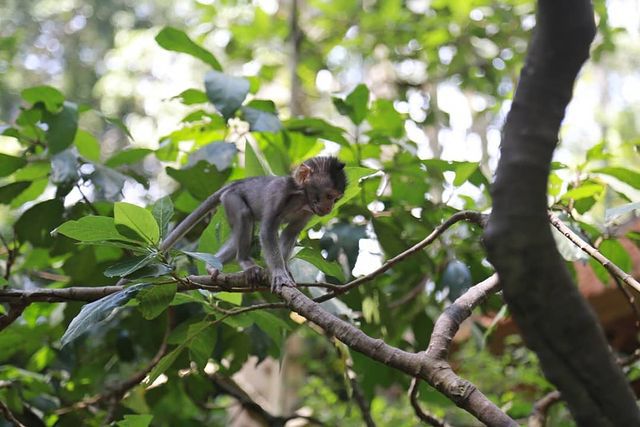 5 Fakta Monkey Forest, Hutan Suci di Ubud
