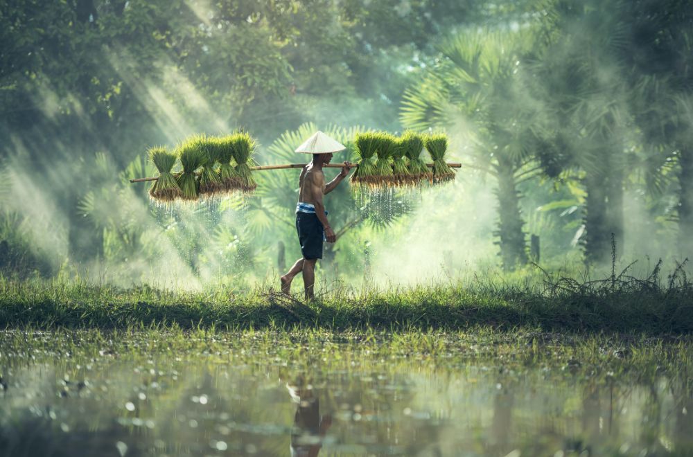 5 Alasan Mengapa Petani Sering Dikaitkan dengan Kemiskinan