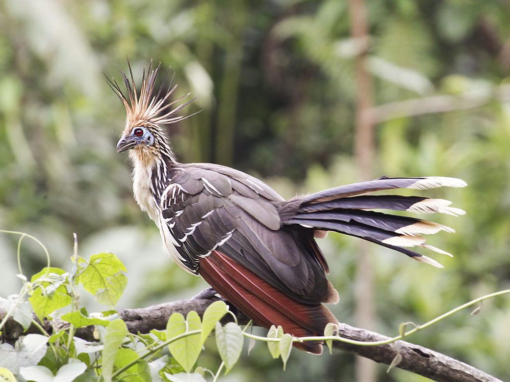 5 Fakta Unik Hoatzin, Kok Dijuluki Burung Bau? 