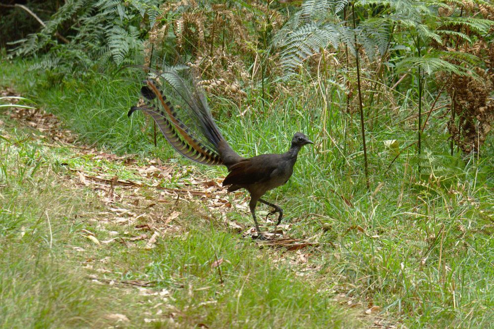 7 Fakta Lyrebird, Memiliki Ritual Pendekatan Rumit!