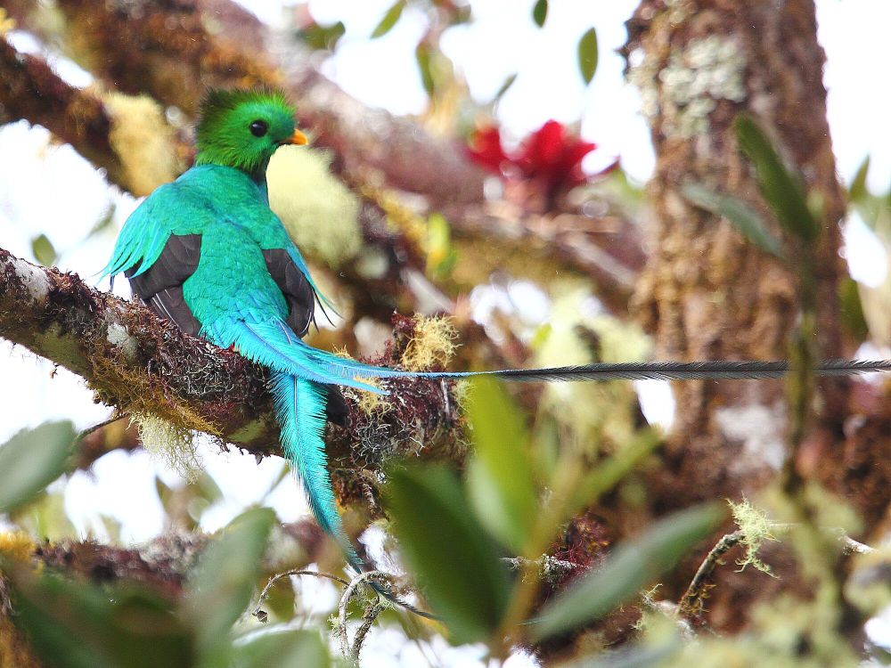 6 Fakta Menarik Quetzal, Mereka Hidup di Hutan Dataran Tinggi