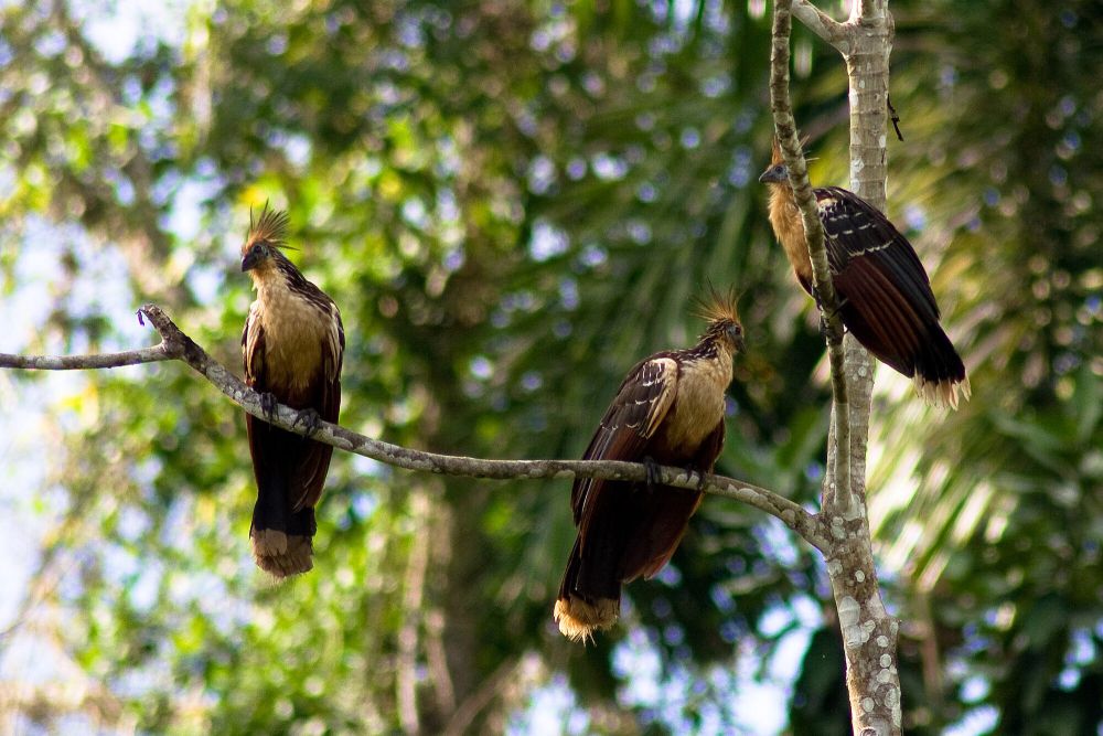 5 Fakta Unik Hoatzin, Kok Dijuluki Burung Bau? 