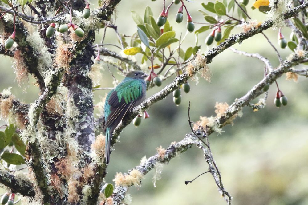 6 Fakta Menarik Quetzal, Mereka Hidup di Hutan Dataran Tinggi