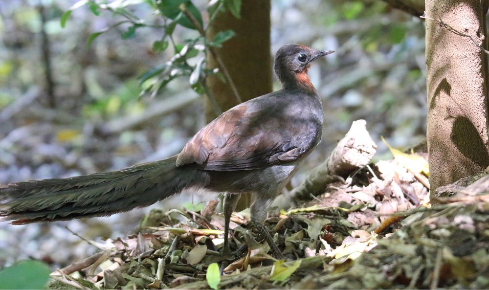 7 Fakta Lyrebird, Memiliki Ritual Pendekatan Rumit!