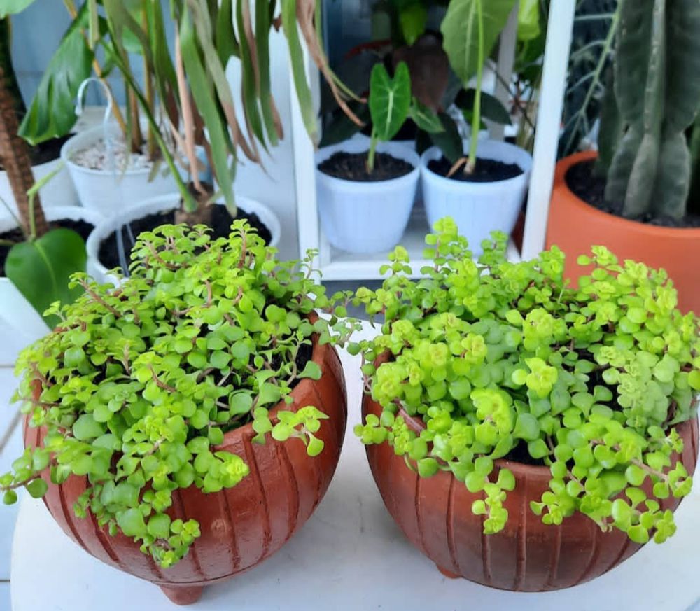 5 Pilihan Tanaman Hias Daun Kecil untuk Pot Mini di Rumah