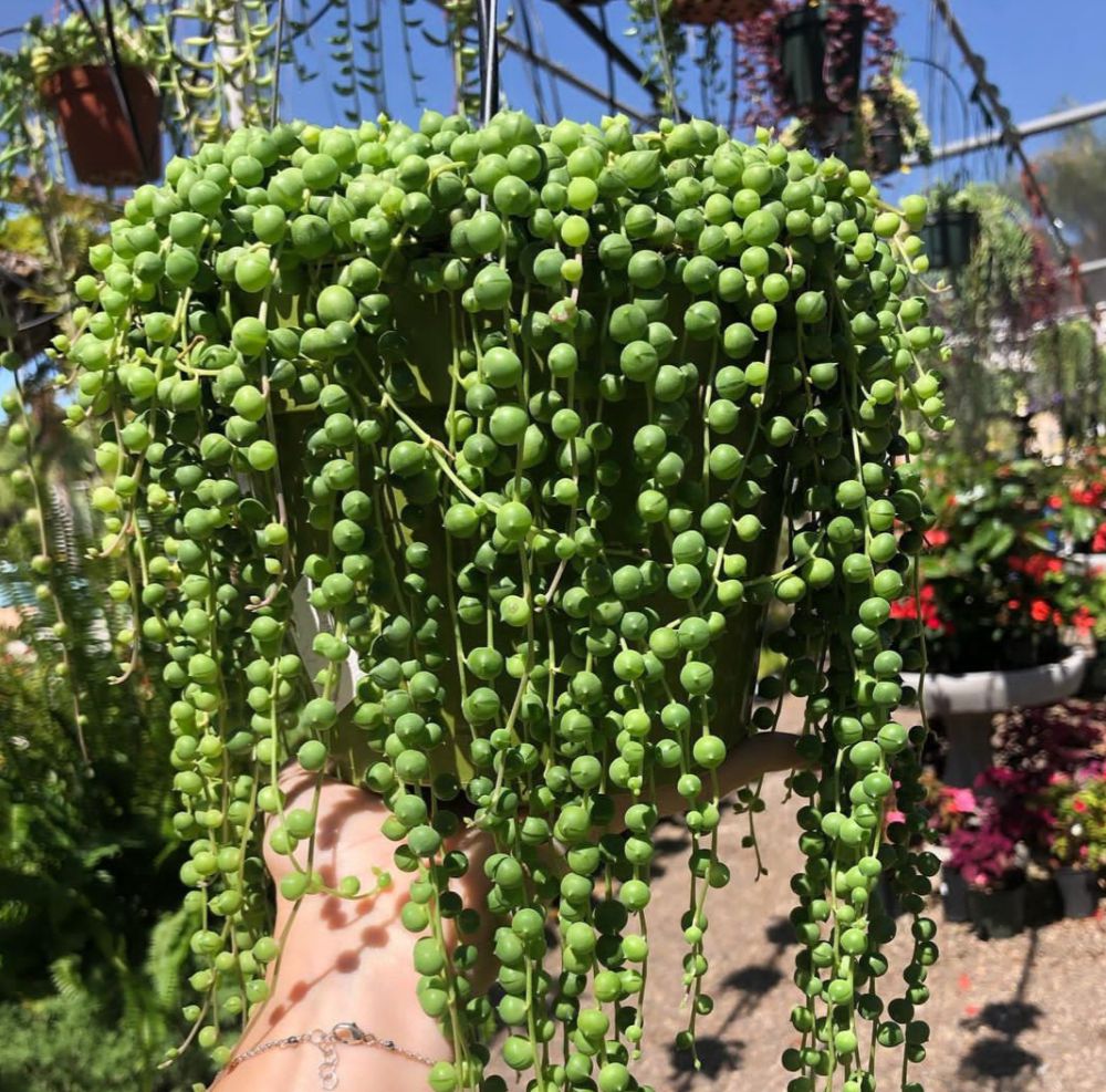 5 Pilihan Tanaman Hias Daun Kecil untuk Pot Mini di Rumah