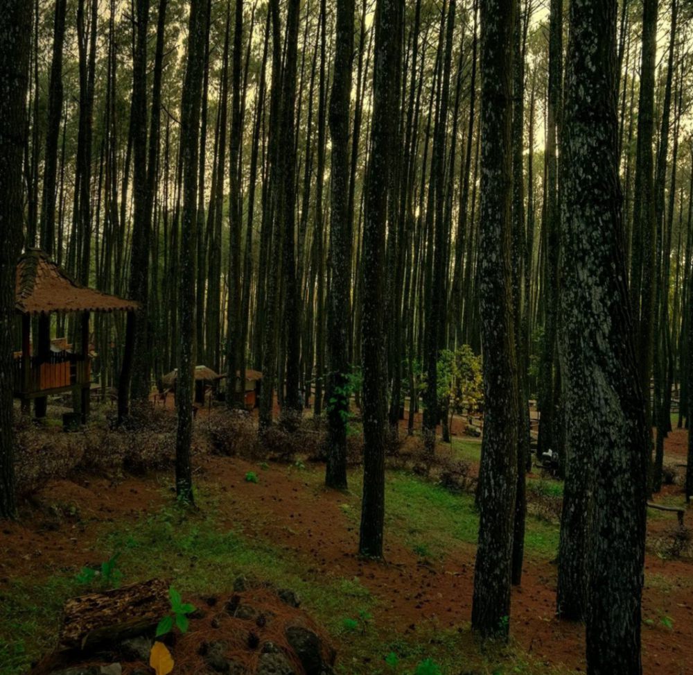 Info Wisata Hutan Pinus Mangunan