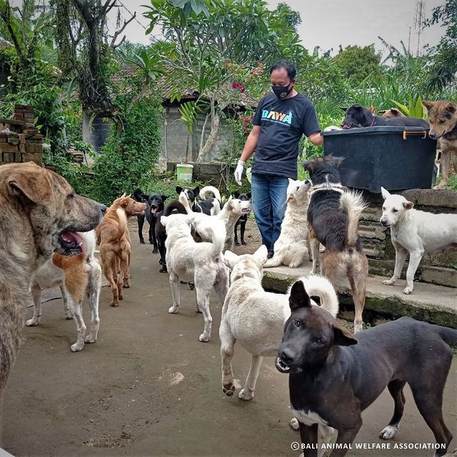 5 Tempat Adopsi Anjing di Bali, Aman dan Tepercaya