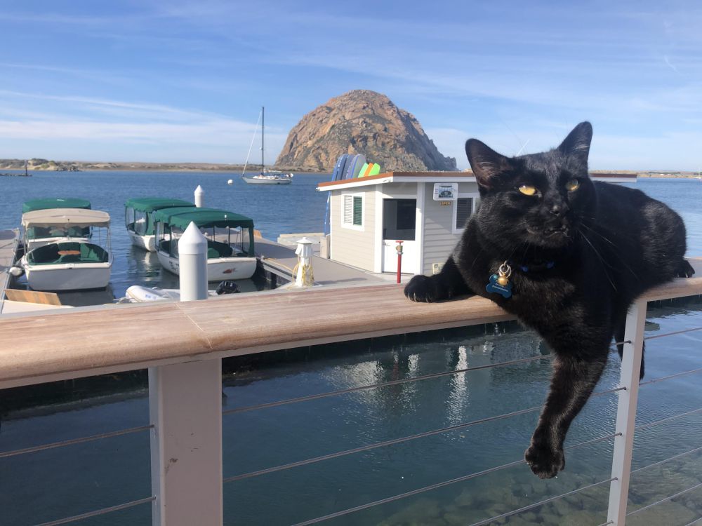 10 Potret Kucing Lagi Liburan di Pantai, Definisi Menikmati Hidup