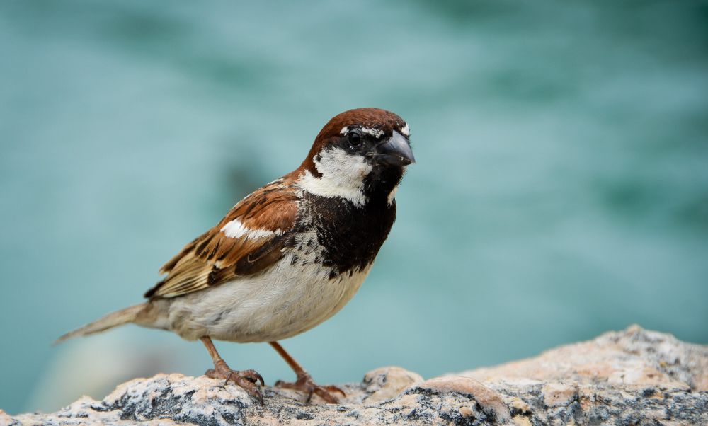 7 Jenis Burung Gereja yang Tersebar di Dunia, Si Mungil Bersuara Merdu
