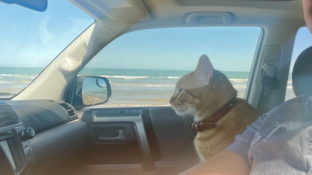 10 Potret Kucing Mager saat Menikmati Suasana Pasir dan Ombak