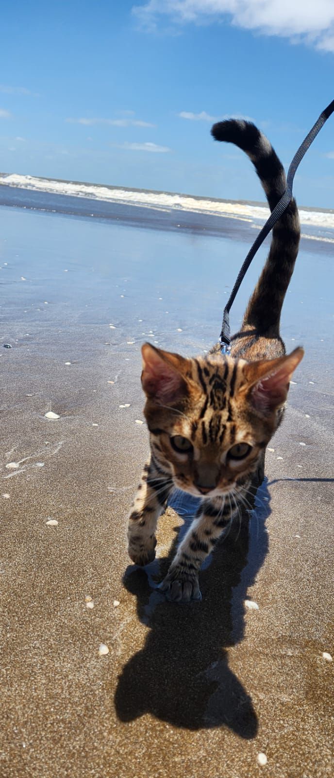 10 Potret Kucing Lagi Liburan di Pantai, Definisi Menikmati Hidup