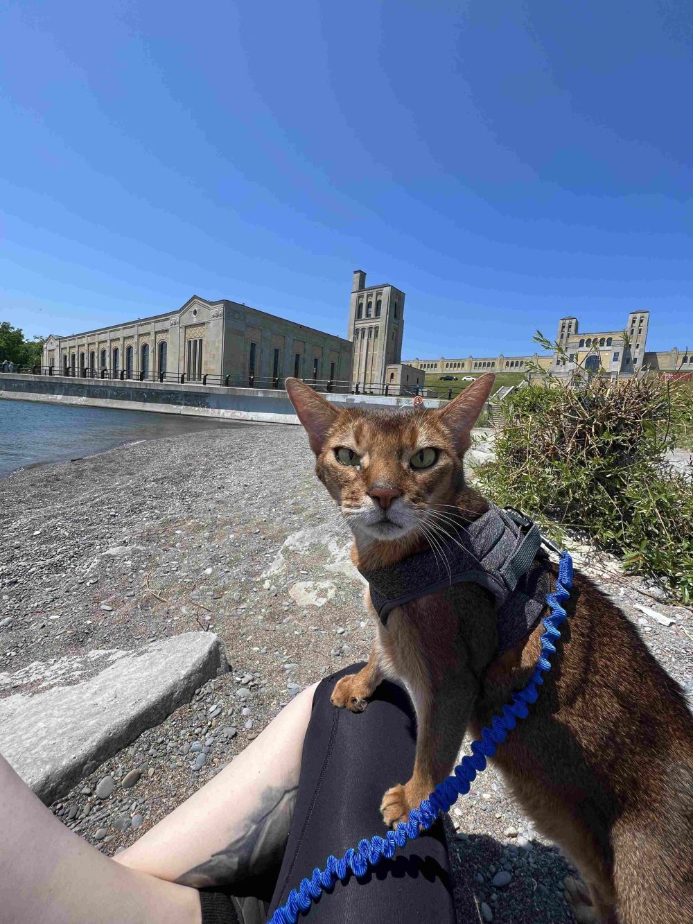10 Potret Kucing Mager saat Menikmati Suasana Pasir dan Ombak