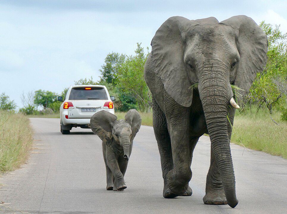 5 Fakta Gajah Semak Afrika, Mamalia Darat Terbesar di Dunia