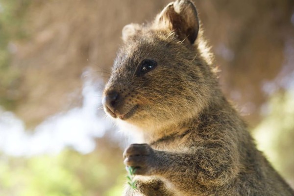 10 Fakta Unik Quokka, Dijuluki Hewan Paling Bahagia di Dunia