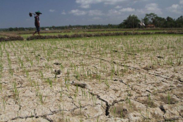 Puluhan Hektare Sawah di Banten Gagal Panen, Petani Rugi Ratusan Juta 