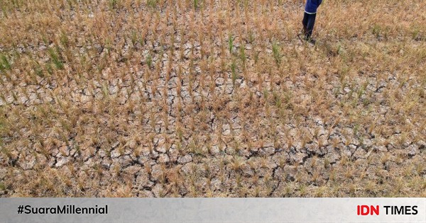 Dampak El Nino, 765 Hektare Sawah Di Lampung Kekeringan