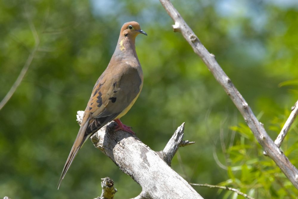 10 Fakta Unik Burung Merpati Duka