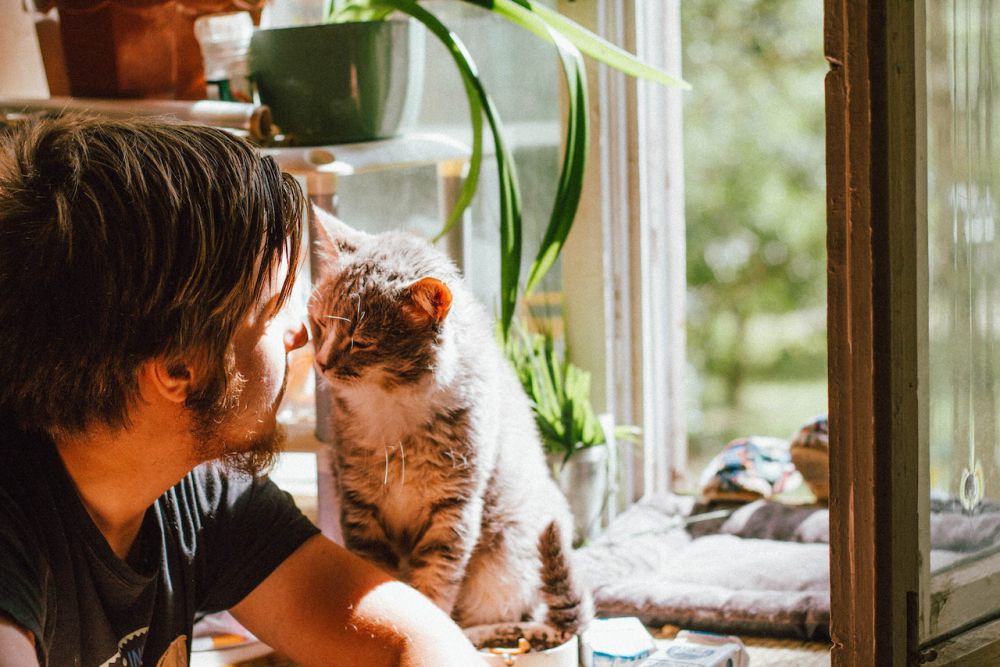 6 Ide Pekerjaan Sampingan untuk Cat Lovers