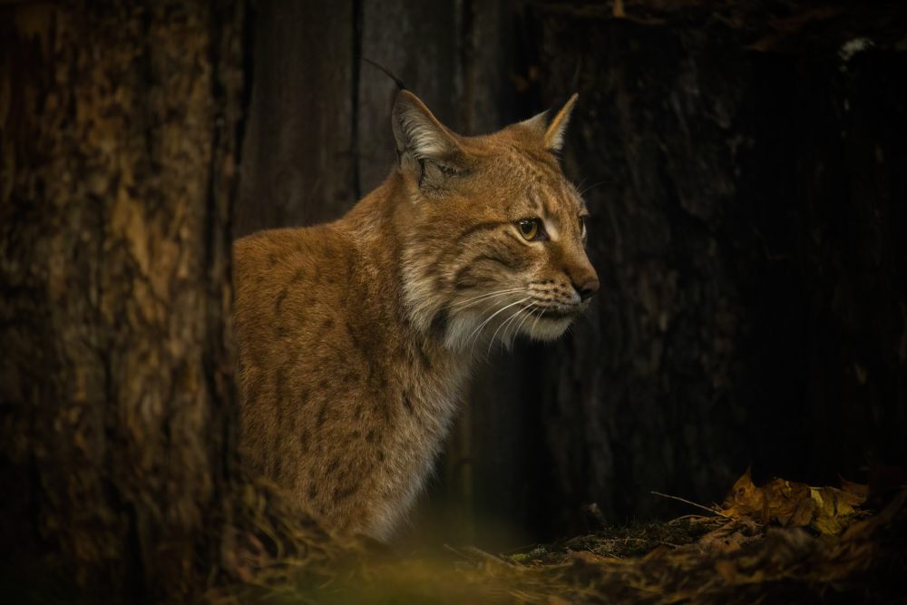 10 Fakta Tentang Lynx, Predator Tangguh dengan Strategi Taktis